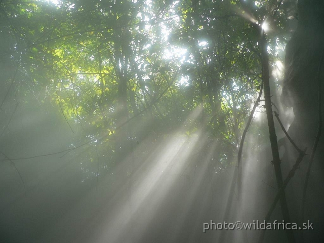 congo forest 000.jpg - Light effects.